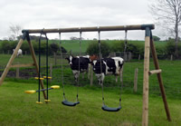 Cows and Swings